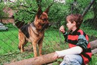 Kommissar Rex – Rex versucht einen Bub (Andreas Jägersberger) dazu zu bringen, ihn aus seinem Gefängnis zu befreien.