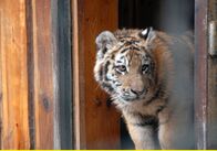Tierärztin Dr. Mertens – Tigerbaby.