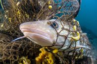 Faszination Wasser – Tausende Netze landen jedes Jahr in der Ostsee – eine gefährliche Falle für Schweinswale, Fische und Seevögel.