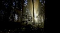 Terra X: Unsere Wälder – Sonnenaufgang im Nationalpark Bayerischer Wald.