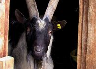 Netz Natur – NETZ NATUR Dem Teufel vom Karren gesprungen Teuflische Geschöpfe: Seit ihrer Nutzung als Haustiere sind Ziegen sehr zutrauliche Tiere. In der Vergangenheit, speziell im Mittelalter, wurden Ziegen jedoch oft mit dem Teufel in Verbindung gebracht, wobei auch der kräftige Geruch der Böcke seine Rolle gespielt haben könnte.