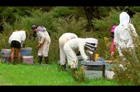 Die Bienenflüsterer – Nach einem harten und feuchten Winter muss das Wohlergehen der Bienen kontrolliert werden – da packt die ganze Familie Murray mit an!