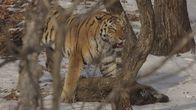 Big Five Asien – Ein Amurtiger - der König der Taiga.; Wildschweine sind die Beute der Amurtiger.