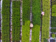 Unser grüner Planet – Um die Renaturierung einer ehemaligen Farm in Brasilien zu beschleunigen, werden viele jungen Bäume gepflanzt.