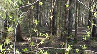 Welt der Tiere – Ein Wolf im Dickicht