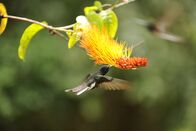Terra Mater – Schwarz-Kolibri, Brasilien