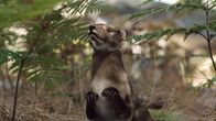 Verborgene Welten – Das Zangheotherium war zwar ein Säugetier. Unklar ist jedoch, ob es Eier legte oder lebende Junge gebar.