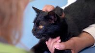Die Tierärzte - Retter mit Herz – Kater Ferby leidet an einer angeborenen Gefäßmissbildung in der Leber. Er muss dringend operiert werden.