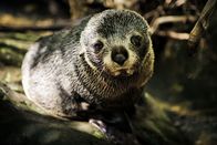 Tierbabys mit der Ente – Kleine Robben schwimmen für ihr Leben gern.