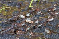 Universum: Ötscher - Im Reich des sanften Riesen – Grasfrosch.