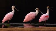 Naturwunder Pantanal – Im Pantanal gibt es über 400 verschiedene Vogelarten. Ein besonders bizarrer Vogel ist der Rosa Löffler.