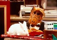 ALF – ALF (1988)