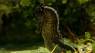 Tierische Freaks – PREGNANT MALE SEAHORSE.
