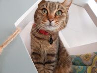 Der Katzenflüsterer – Lobster the cat sitting in a wall perch.