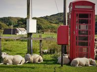 Schottlands wilder Norden - Von Schafen und Surfern – Schafe vor einer Telefonzelle