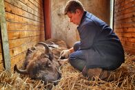 Wildnis Europa – Schnell noch eine letzte Blutprobe vom Tierarzt Dr. Philipp Kloene für das Labor. Schließlich soll Wisentkuh Spendera gesund in Rumänien ankommen und keine Infektionen in das Auswilderungsgebiet einschleppen.