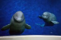 Weiße Wale – Seit mehr als acht Jahren leben die beiden Belugawale Little White und Little Grey in einem Delphinarium im Changfeng-Park.