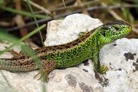 Netz Natur – Anspruchsvoll: Eidechsen brauchen Steinhaufen und Hecken ohne Pestizide in der Nähe. Copyright: SRF