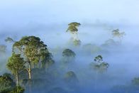 Terra Mater – Am frühen Morgen liegt Nebel über dem Regenwald, Borneo