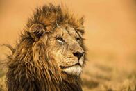 Duell in der Savanne – Würden die Massai noch ihre traditionelle Löwenjagd betreiben, wäre dieser stattliche Löwe eine perfekte Trophäe. Doch die Zahl der Löwen ist drastisch gesunken - nach Schätzungen gibt es weltweit nur noch etwa 20.000 Tiere, davon 2.000 in Kenia.