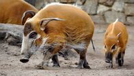 Zoo-Babies – Mo, 27.10., 11:55 Uhr