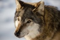 Die Odyssee der einsamen Wölfe – Wanderwölfe legen auf ihrer Suche nach einem eigenen Territorium mehr als 1000 Kilometer zurück.
