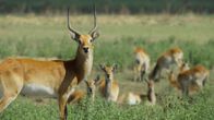 Planet der Liebe – Eine ausgewachsene, männliche Letschwe Antilope tritt gegen andere Männchen an – es geht um das Vorrecht bei der Paarung.