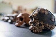 Humans - Geschichte der Menschheit – Wie wurden wir zum modernen Menschen? Offenbar war unsere Evolution weniger geradlinig als gedacht.