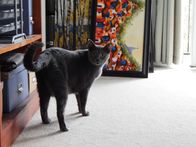 Der Katzenflüsterer – Giver the cat.