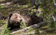 Yellowstone – Grizzlybär mit ihren Jungen.
