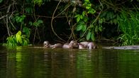 Wildes Peru – Wildes Peru (2020)