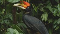 Wilde Schätze des Äquators – Der Nashornvogel hat eine hohle Kappe über seinem Schnabel, die sich im Laufe der Äonen entwickelt hat, um seine territorialen Warnungen über den Lärm des Dschungels hinweg zu verstärken. (NHNZ)