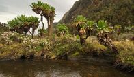 Mythos Nil – Vegetation in den Bergen des Ruwenzori-Nationalparks.