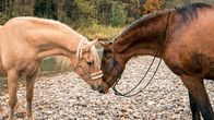 Reiterhof Wildenstein – Vielleicht kann Jacomo die unbekannte Palomino-Stute besänftigen.
