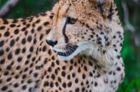 Clans der Raubtiere – Do, 04.07., 08:10 Uhr