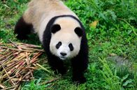 Panda, Gorilla & Co. – Alle sind im Panda-Fieber: Zoodirektor, Tierpfleger, Berliner, Touristen und Zoobesucher. Alle freuen sich gleichermaßen auf die Ankunft der knopfäugigen kuschligen Pandabären aus China. Das neue Panda-Paar zieht von Chengdu nach Berlin um. Der Zoo glich in den letzten Monaten eine Großbaustelle, denn eine neue Anlage mit einer eigens eingerichteten Quarantänestation wurde für die Pandas gebaut. - Meng Meng.