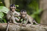 Crazy Clips – Monkey.