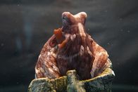 Mensch vs. Krake – MONTEREY, C.A. - Red Day Octopus in einem Tank, auf einer künstlichen Koralle.