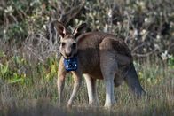 SRF DOK: Tiere hinter der Kamera – Känguru mit Kamera