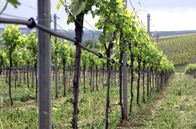Die wunderbare Welt der Weine – Franken ist eine verkannte Weinbau-Enklave mitten in Bayern – einer Region, die allgemein für ihre Hopfenfelder und die hohe Brauereidichte bekannt ist.