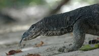 Wilde Inseln – Mit über zwei Metern Länge und 15 Kilo Gewicht sind Bindenwarane eindrucksvolle Echsen.