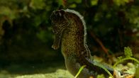 Tierische Freaks – PREGNANT MALE SEAHORSE.