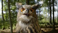Unsere Wälder – Ein Uhu.