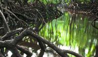 Wilde Inseln – Mangroven Wald.