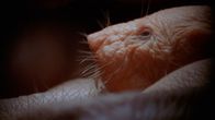 Tierische Freaks – Naked Mole rat facing left in den.