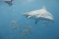 Im Reich der Riesenhaie – Aliwal Shoal, Südafrika - Ein ozeanischer Schwarzspitzenhai (Carcharhinus limbatus) kreuzt in südafrikanischen Gewässern mit den Überresten eines nicht identifizierten Fisches im Maul, gefolgt von zwei Remoras (Remora remora) und einem kleinen Schwarm von Schwarzspitzen-Kreuzottern (Caranx heberi). Schwarzspitzen jagen bevorzugt Schwarmfische, schwimmen oft schnell durch einen Schwarm und schnappen sich die Beute.