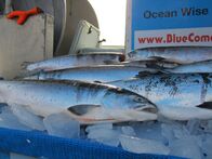 Geheimakte Wildnis – Steveston Harbour, Vancouver, British Columbia, Canada - Fish for sale at market at Steveston Harbour.