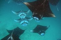 360° Reportage: Malediven, im Rhythmus der Riffmantas – Die Malediven: Der Archipel im Indischen Ozean ist ein Sehnsuchtsziel für Urlauber und Heimat einer einzigartigen Unterwasserwelt. Dazu zählen auch die legendären Mantarochen.