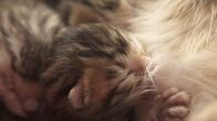 Geschichte der Tiere – Wildkatzen lassen sich in der zweiten bis siebten Lebenswoche leicht zähmen. Doch wenn sie erwachsen werden, kehrt ihr wildes Wesen zurück.