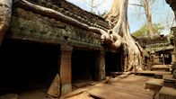 Traumorte – Der Tempel Ta Prohm wurde so belassen, wie er von den Archäologen vorgefunden wurde. Wurzeln von Würgefeigen und Spungbäumen umklammern das uralte Mauerwerk.